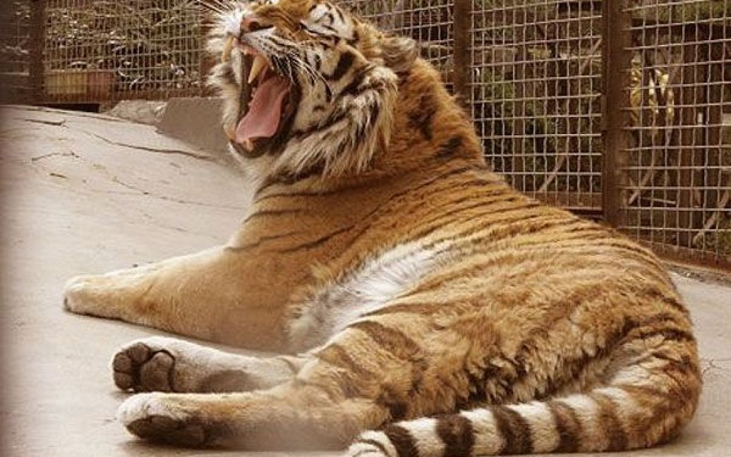 Тигриця Зара народила трійню тигренят у зоопарку Ялти. / © УНІАН