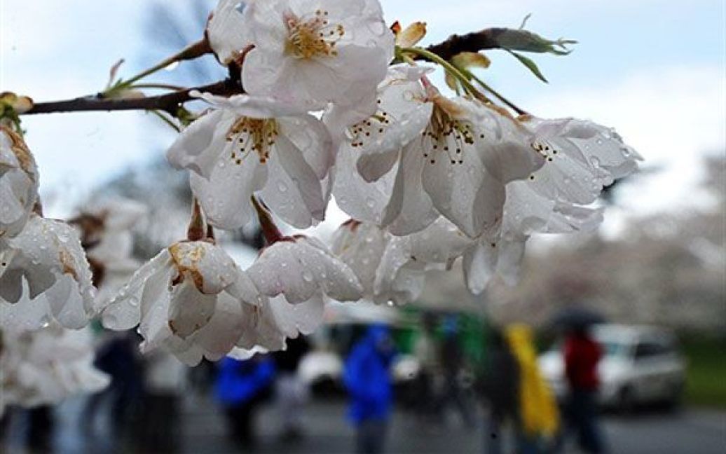 Цвітіння вишні у багатьох країнах світу є символом приходу весни / © AFP