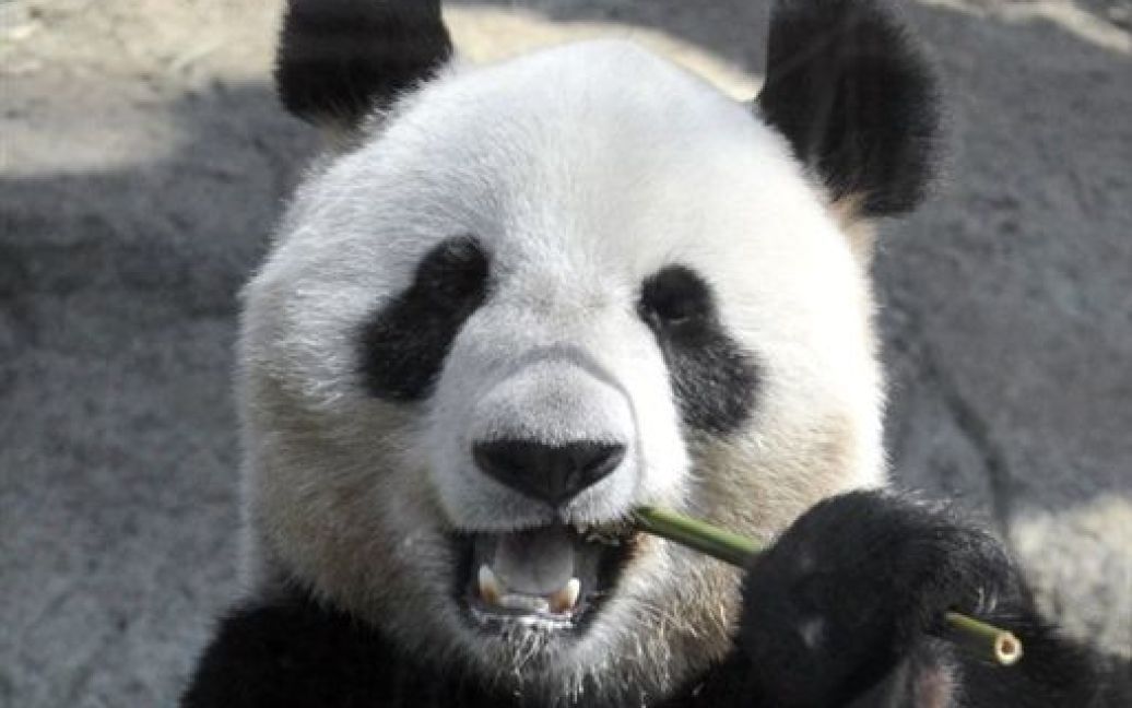 Японія, Токіо. Гігантська панда Сін Сін їсть бамбук у зоопарку Токіо. Пара панд з Китаю прибули до зоопарку Уено. / © AFP