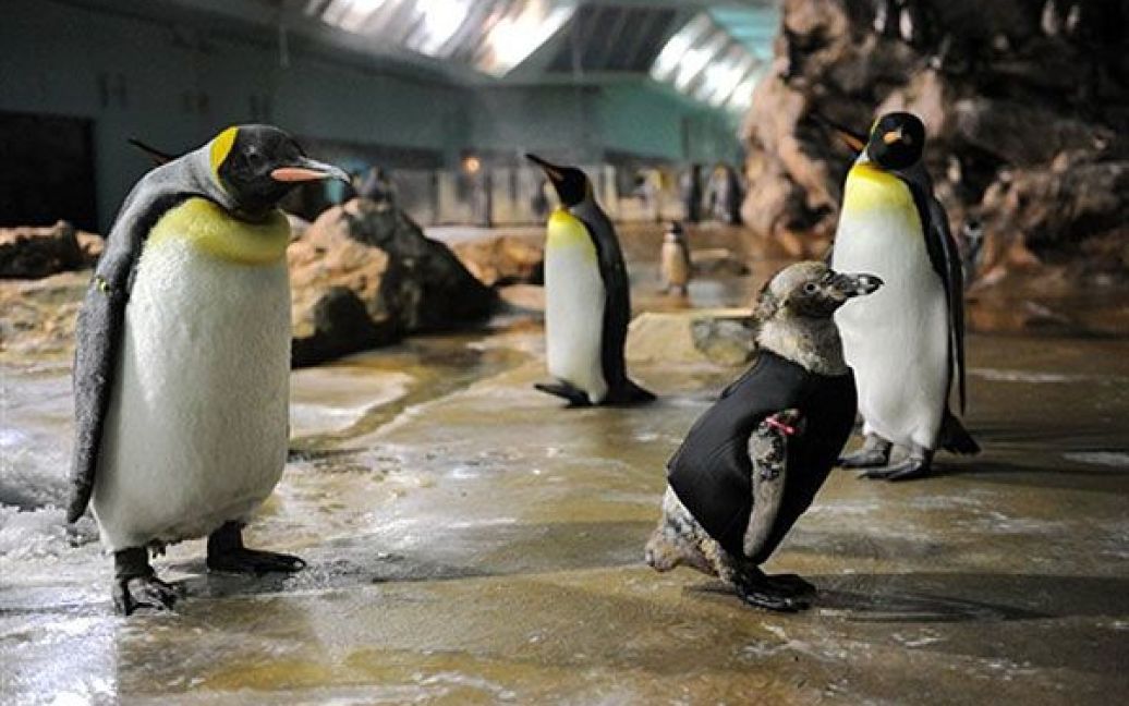 Королівські пінгвіни дивляться на пінгвіна у гідрокостюмі / © AFP