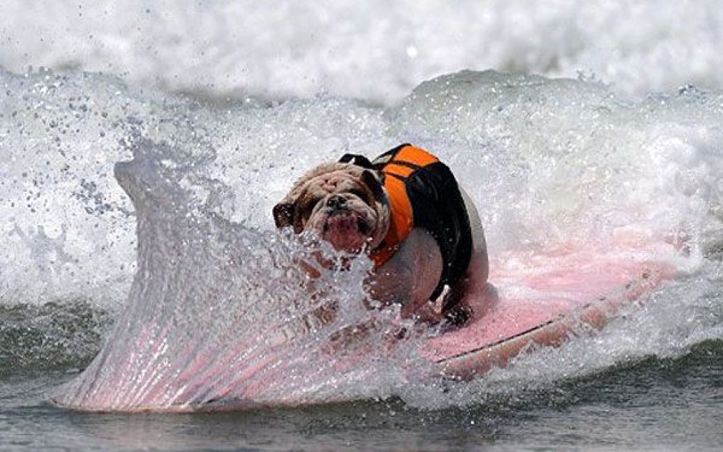 США, Імперіал-Біч. Собака змагається за приз під час 6-ого щорічного Чемпіонату з водного серфінгу серед собак Loews Coronado, який провели поблизу Сан-Дієго. / © AFP