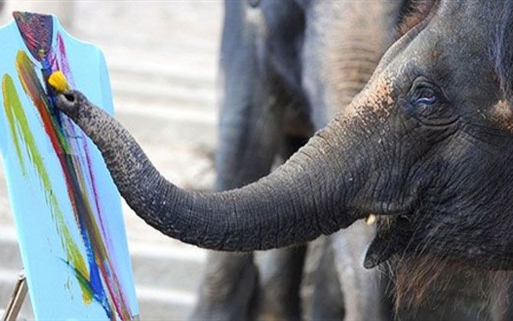 Німеччина, Ганновер. Слон фарбами розмальовує футболки у зоопарк міста Ганновер, де відкрився літній сезон. / © AFP
