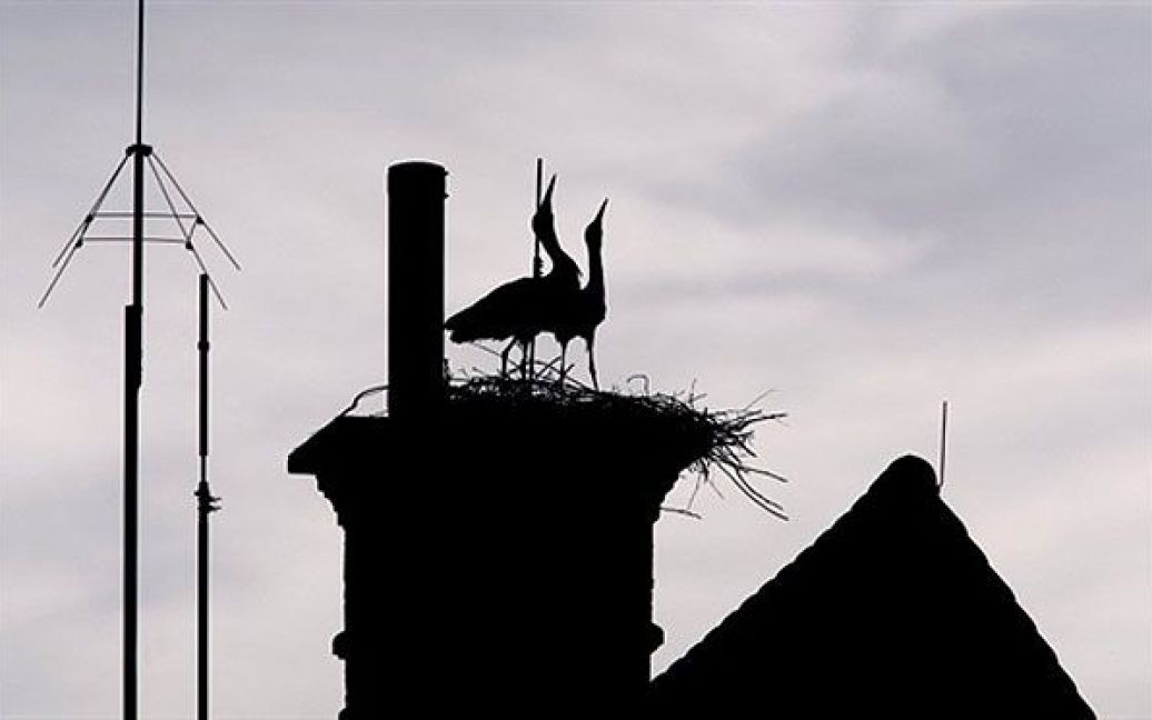 Німеччина, Міндельхейм. Пара лелек будує гніздо на даху поліцейського відділку у оточенні антен, місто Міндельхейм, південна Німеччина. / © AFP