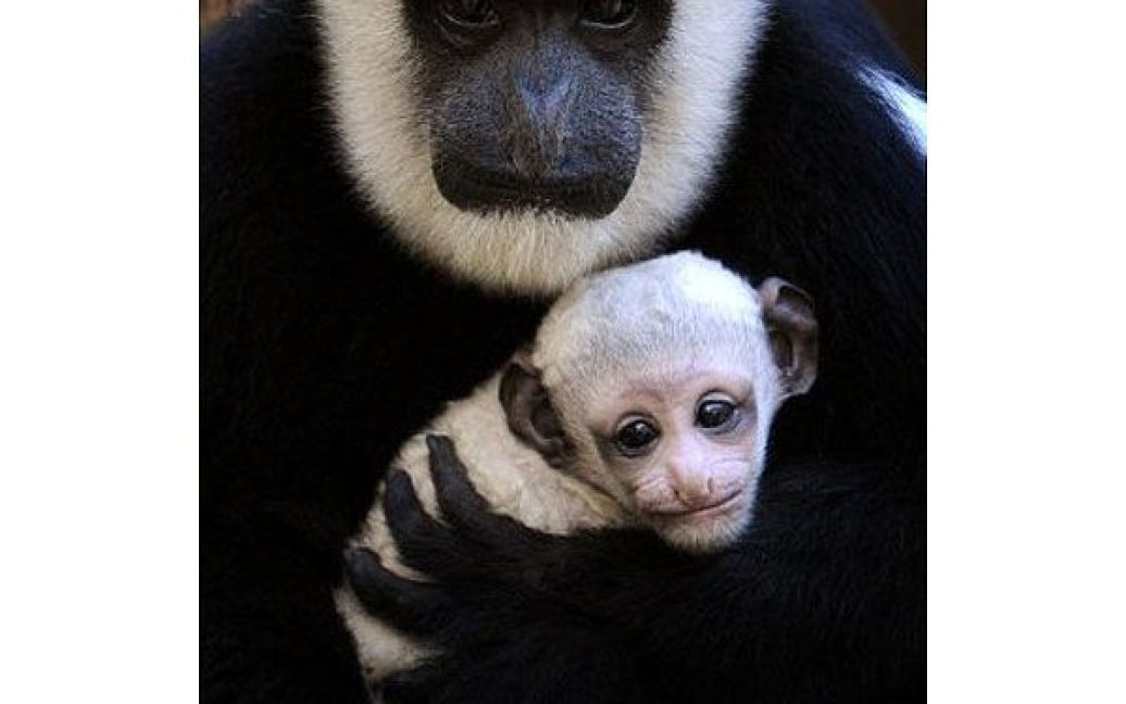 Австралія, Мельбурн. Новонароджена мавпочка у зоопарку Мельбурна грає зі своєю матір&#039;ю Кловер. / © AFP