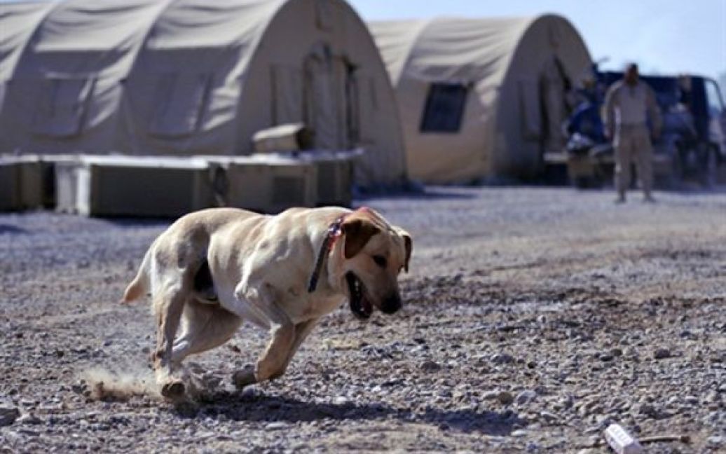 Афганістан, Марджі. Сержант Раш, собака-спецаліст з пошуку бомб, тренується на базі американської армії у Марджі. / © AFP