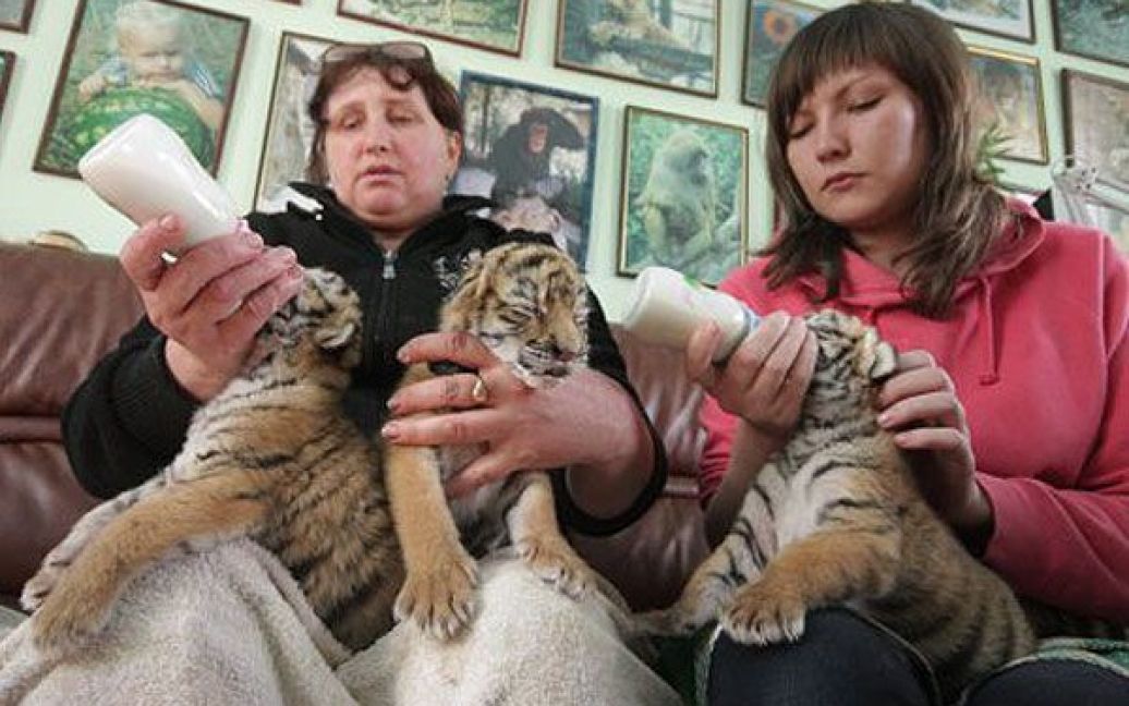 Співробітники зоопарку годують тигренят / © УНІАН