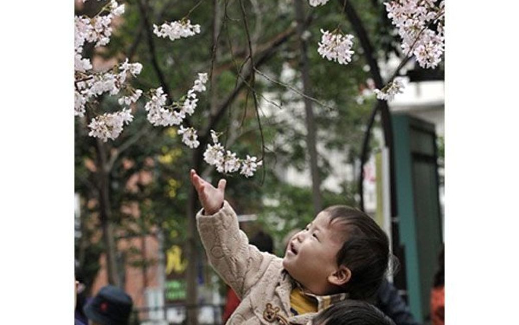Цвітіння вишні у багатьох країнах світу є символом приходу весни / © AFP