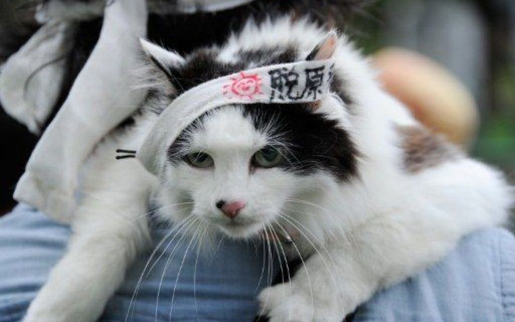 Японія, Токіо. Чоловік тримає кішку, одягнену у антиядерний костюм, під час демонстрації в Токіо. Тисячі людей взяли участь у антиядерних мітингах і демонстраціях в Токіо та інших містах, оскільки радіація продовжує витікати з АЕС Фукусіма-1. / © AFP