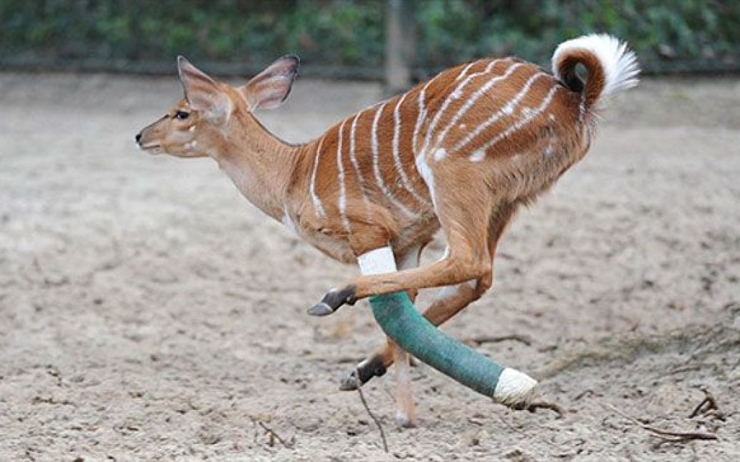 Німеччина, Ганновер. Молода антилопа "Говард" із загіпсованою ногою, шкутильгає через свій вольєр у зоопарку міста Ганновер. Гіпс антилопі, яка зламала ногу під час стрибка, буде знято через два тижні. / © AFP