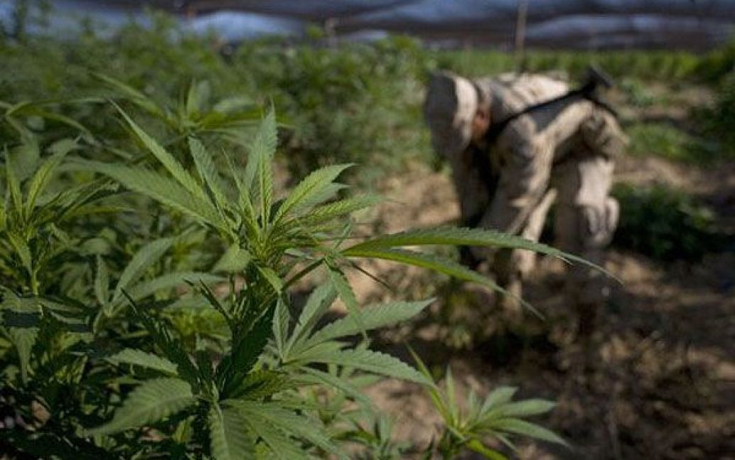 Мексиканська армія виявила поблизу кордону зі США найбільшу плантацію марихуани в історії країни, площею 120 га. / © AFP