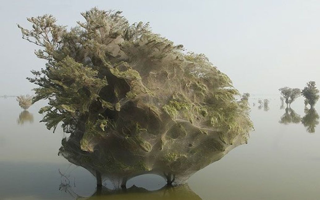 Крони дерев, затягнуті густим павутинням, стали схожі на гігантські кокони. / © bigpicture.ru