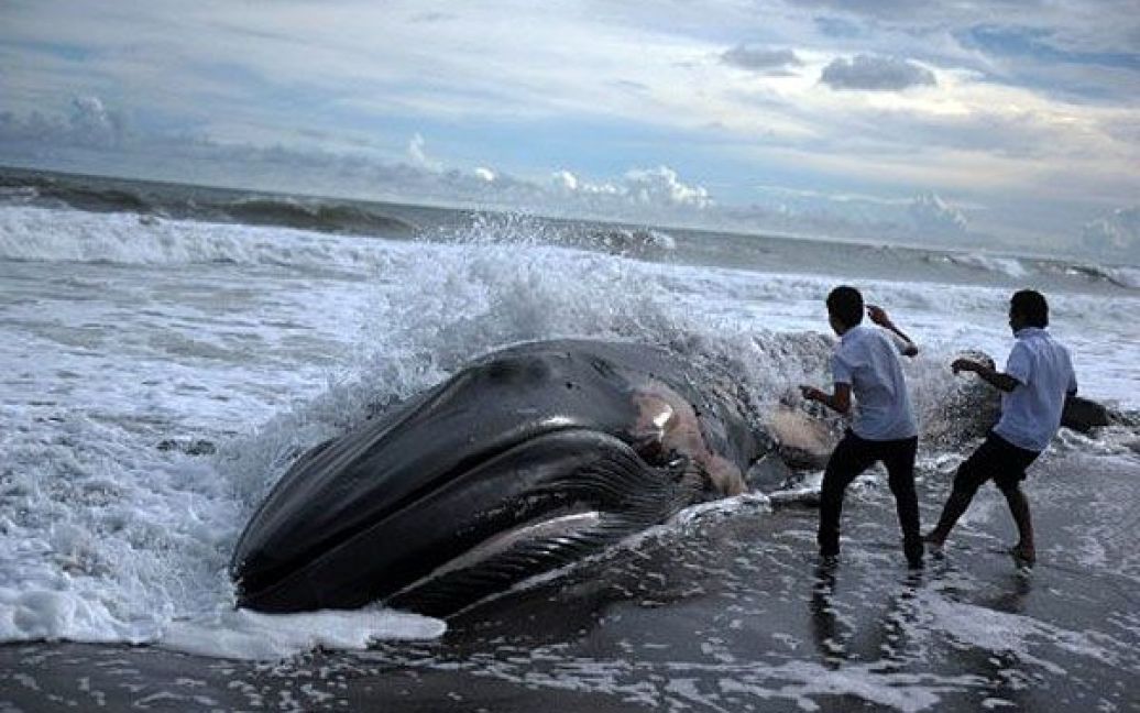 Сальвадор, Толука. Хлопчики роздивляються тіло горбатого кита (Megaptera novaeangliae), яке викинуло на пляж у Толука поблизу Сан-Сальвадору. / © AFP