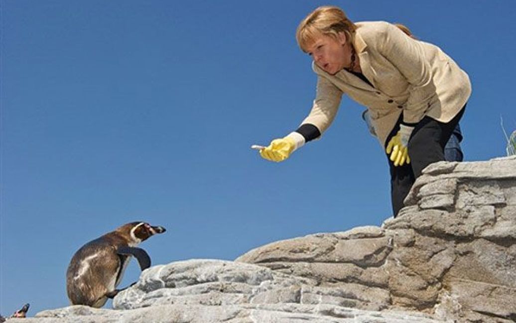 Німеччина, Штральзунд. Федеральний канцлер Німеччини Ангела Меркель годує пінгвінів під час візиту до акваріуму "Ozeaneum" у східному німецькому місті Штральзунд. Меркель оголосила, що вона спонсоруватиме пінгвінів. / © AFP