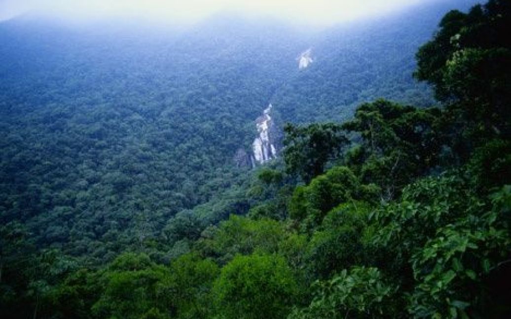 Конголезька западина - другий за площею масив джунглів після басейну Амазонки. Ліси зазнають нещадної вирубки з метою облаштування пасовищ, шахт. / © Global Look Press