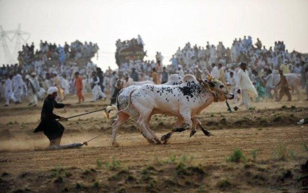 Пакистан, Ісламабад. Жокей тягнеться за своїми биками під час гонки на биках, яку провели на околиці Ісламабаду під час щорічного фестивалю біля святині імама Газі Саркар. / © AFP