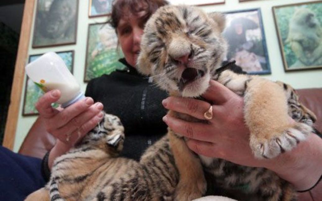 Наразі тигренят вигодовують працівники зоопарку, а не Зара, яка є недосвідченою матір&rsquo;ю. / © УНІАН