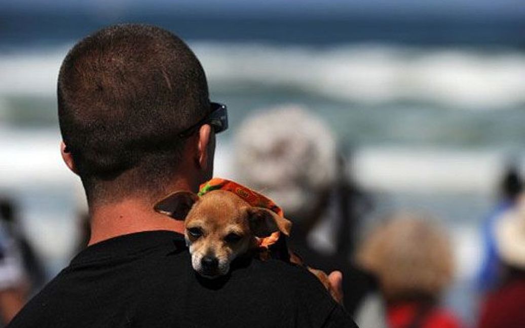У Сан-Дієго (США) на пляжі Імперіал-Біч пройшов 6-ий щорічний собачий Чемпіонат з водного серфінгу. / © AFP
