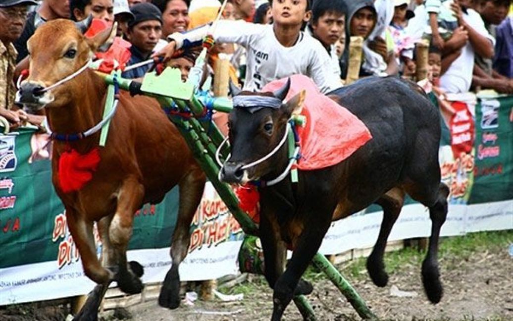 Індонезія, Лумаянг. Молодий хлопець бере участь у традиційних перегонах на биках "карапан сапі", які провели у сільському господарстві міста Лумаянг, провінція Східна Ява. / © AFP