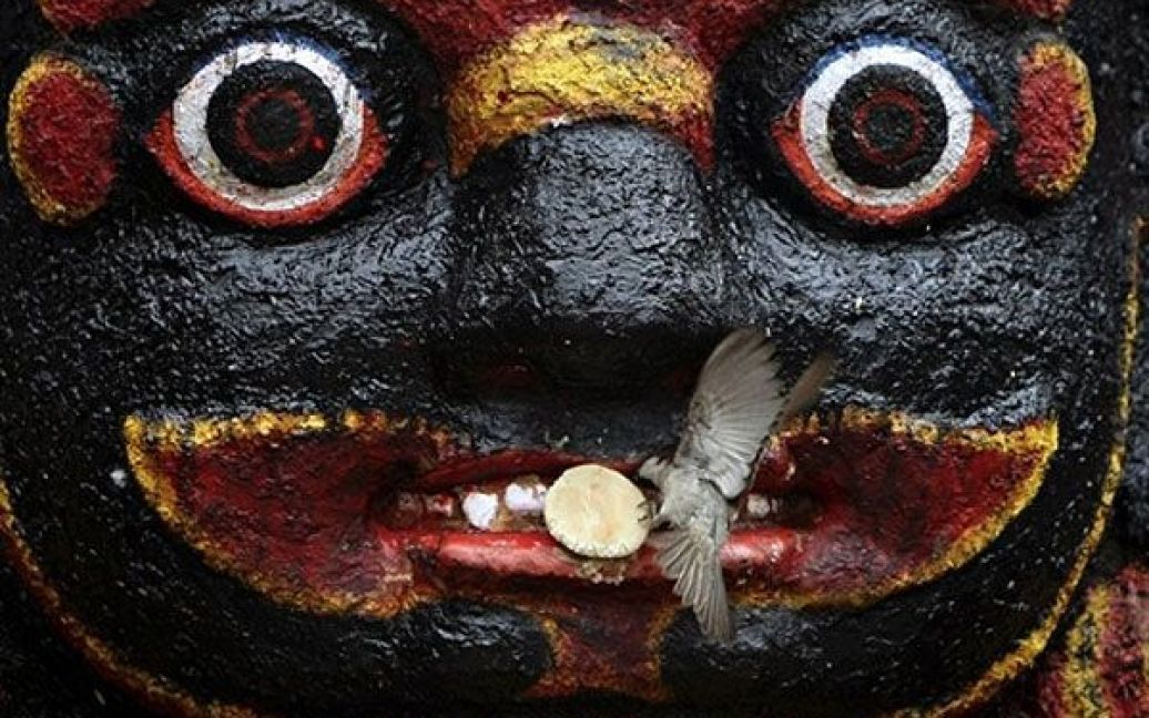 Непал, Катманду. Птах бере їжу з вуст статуї індуїстського богині руйнування Калі Бхайраб на площі Дурбар в Катманду. Площу Дурбар занесено до списку світової спадщини ЮНЕСКО. / © AFP