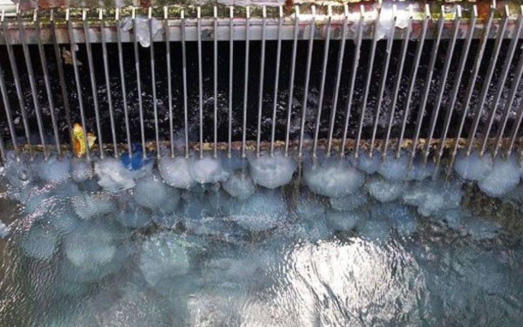 Ізраїль, Хадера. Сотні медуз заблокували електростанцію в місті Хадер. / © AFP