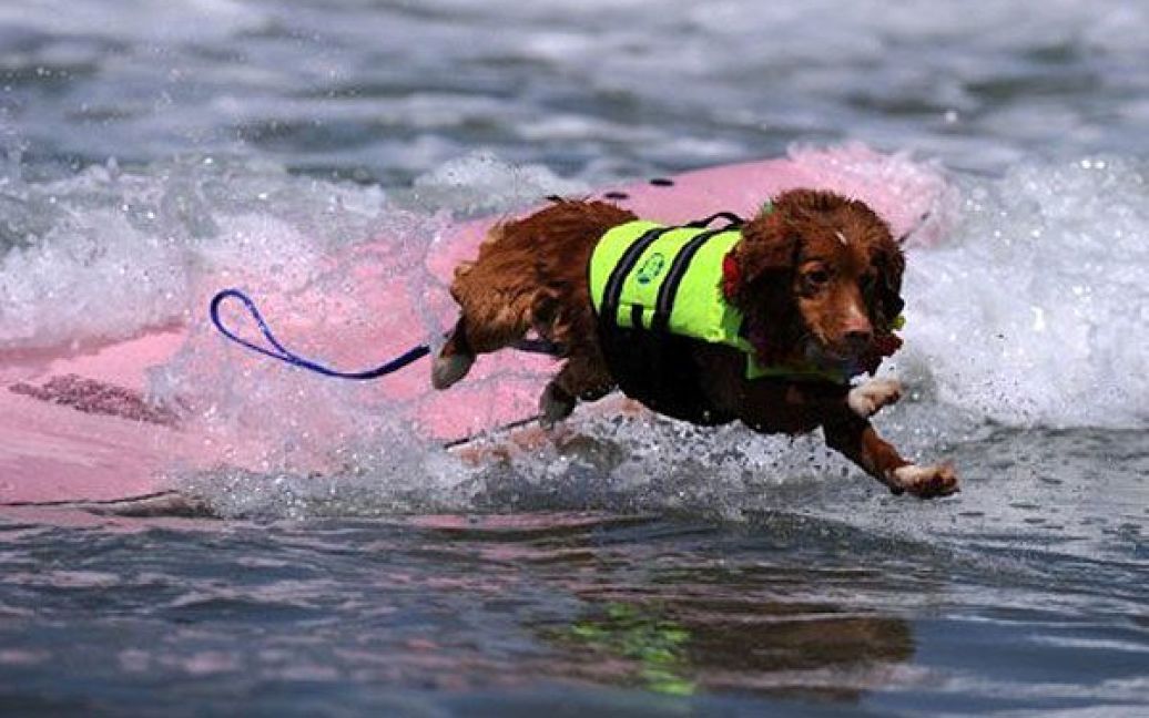 У чемпіонаті взяли участь більше 50 собак різних розмірів та порід. / © AFP
