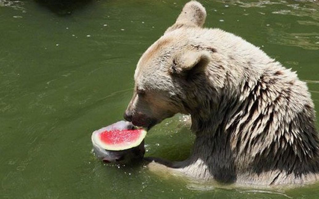 Єрусалим. Сирійський бурий ведмідь їсть заморожені у кризі фрукти в своєму вольєрі "Біблійного зоопарку". Температура в Єрусалимі досягла 36 градусів за Цельсієм. / © AFP