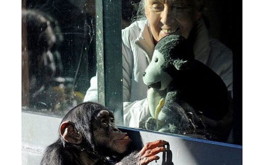 Австралія, Сідней. Британський натураліст Джейн Гудолл дивиться крізь скло на молодого самця шимпанзе на прізвисько Сулі в сіднейському зоопарку Таронга. У світі відзначили Всесвітній день навколишнього середовища. / © AFP