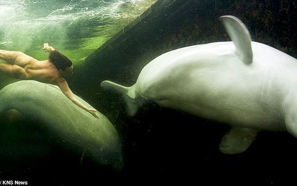 36-річна Наталя Авсеєнко роздяглась для занурення у крижану воду, щоб приручити двох китів-білух. / © Viktor Lyagushkin/KNS News
