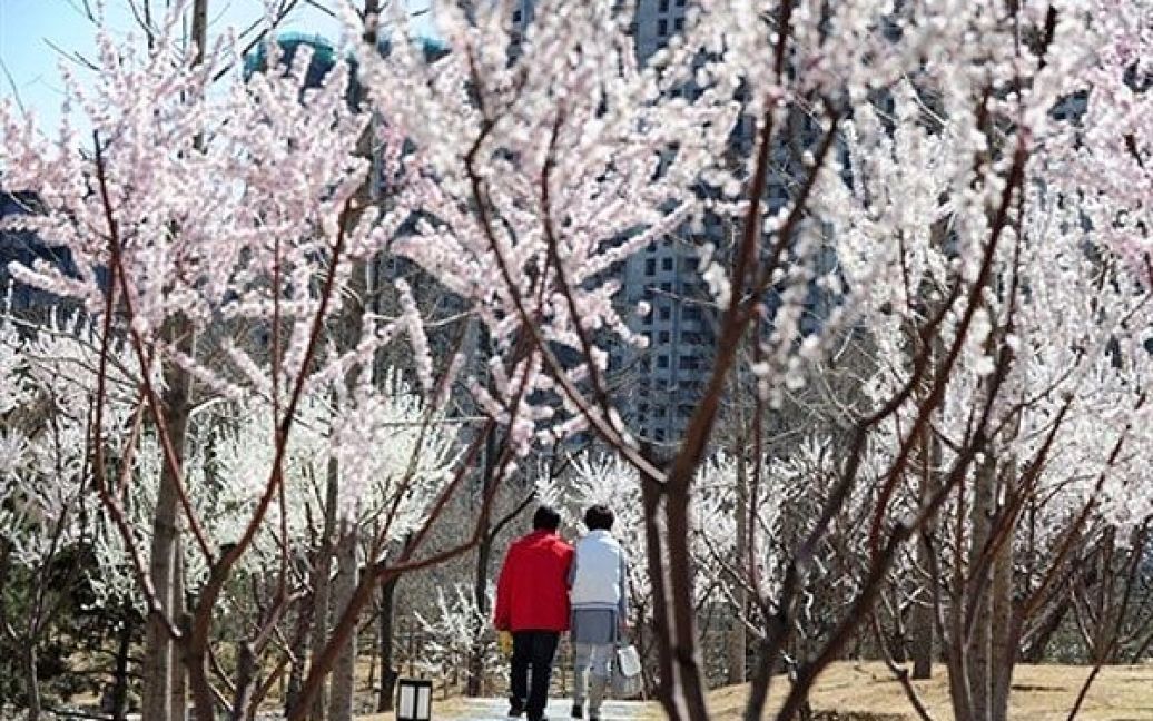Китай, Пекін. Пара проходить крізь весняний квітучий парк в Пекіні. / © AFP