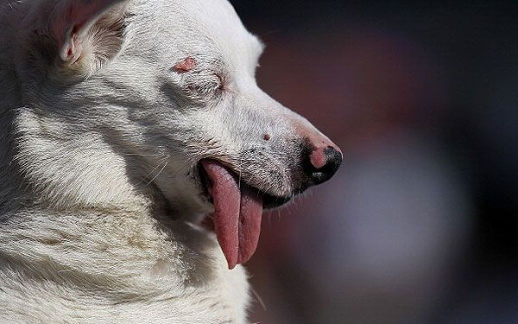 В Каліфорнії (США) відбувся 23-ій міжнародний конкурс, на якому журі обрало найпотворнішого собаку в світі. / © Getty Images/Fotobank