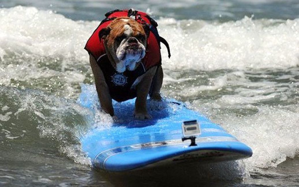 У Сан-Дієго (США) на пляжі Імперіал-Біч пройшов 6-ий щорічний Чемпіонат з водного серфінгу серед собак. / © AFP