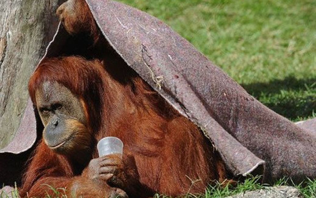 В зоопарку Ріо-де-Жанейро змерзлим тваринам роздають теплі ковдри та гарячий суп. / © AFP