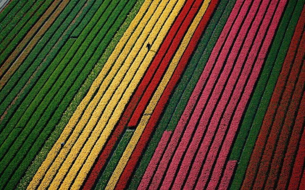 Квітуче поле поблизу Ліссе, Нідерланди. / © Yann Arthus-Bertrand