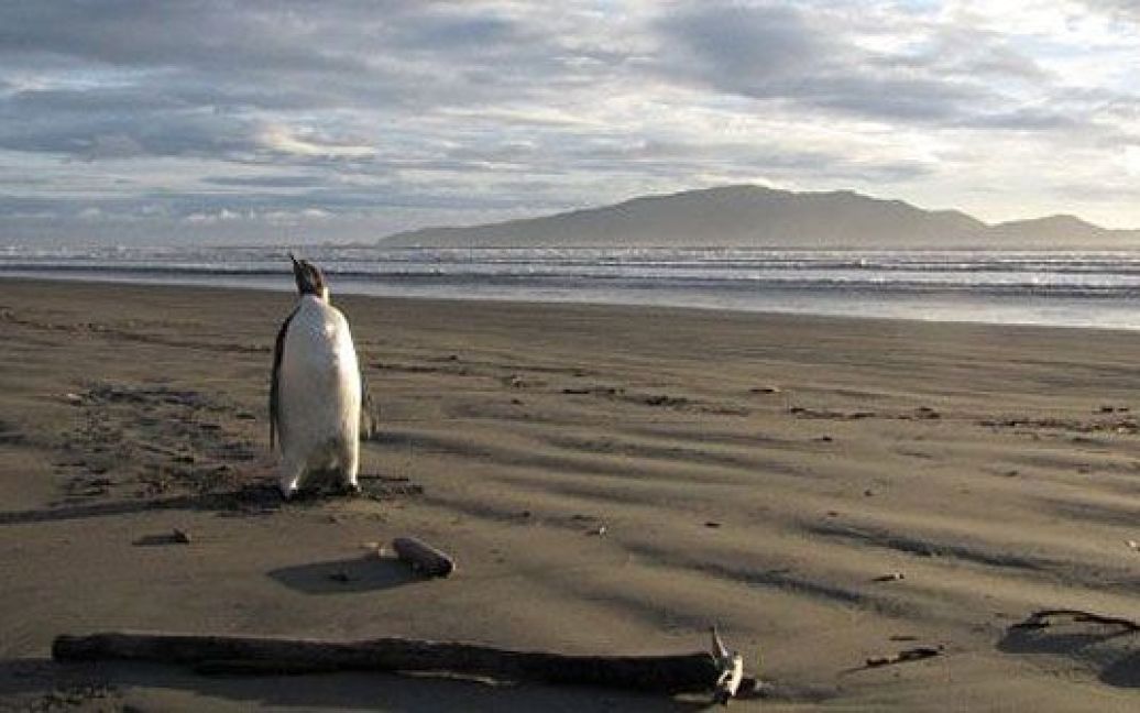 Нова Зеландія, Веллінгтон. Імператорський пінгвін у Новій Зеландії, який вибрався за майже 3000 кілометрів від Антарктики. Пінгвіна, молодого самця, знайшли на пляжі узбережжя Капіто співробітники департаменту охорони природи. Фото AFP/DEPARTMENT OF CONSERVATION/Richard GILL / © AFP