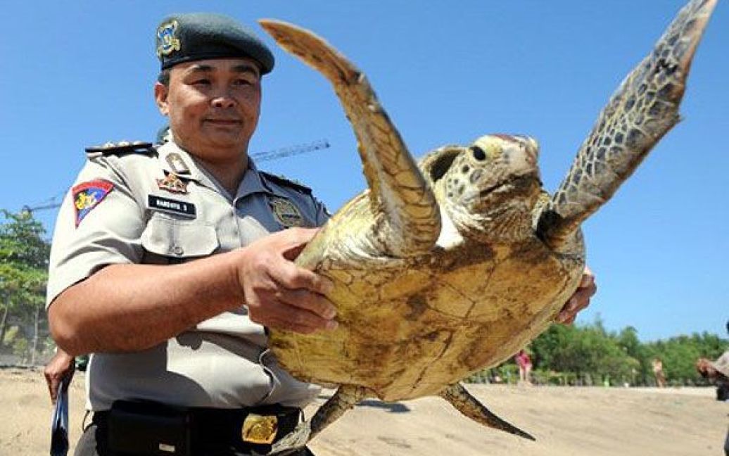 Індонезія, Денпасар. Індонезійський морський поліцейський показує зелену черепаху, яку врятували зі швидкісного човна контрабандистів. На пляжі Кута в Денпасарі вилучили 18 зелених черепах, яких повинні були з&rsquo;їсти. / © AFP