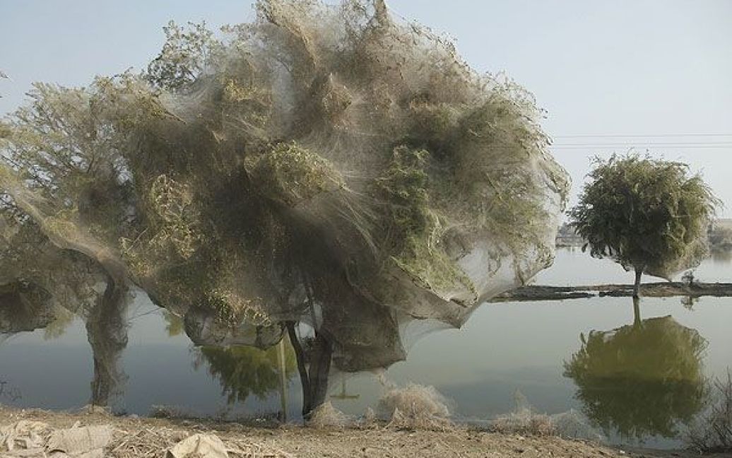 У Пакистані почалось нашестя павуків на дерева / © bigpicture.ru