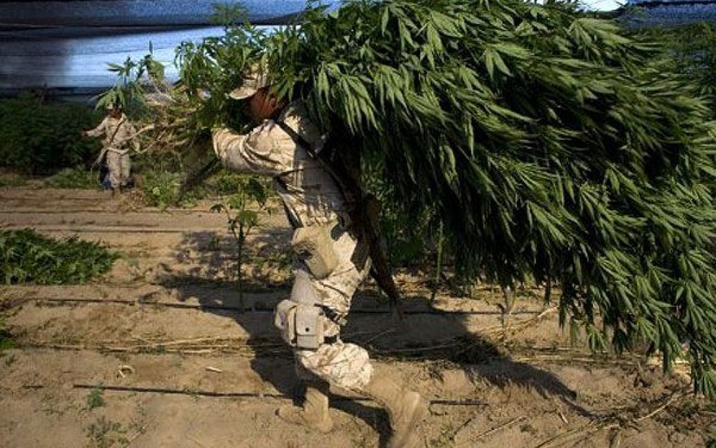Мексика, Сан-Квінтіно. Мексиканський солдат несе кущі марихуани до місця спалення. В Мексиці було викрито найбільшу в світі плантацію марихуани у 120 га. / © AFP