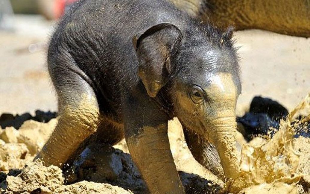 Німеччина, Мюнхен. Слоненя, якому тільки виповнилося три тижні, грає в багнюці у своєму вольєрі в зоопарку Мюнхена. / © AFP