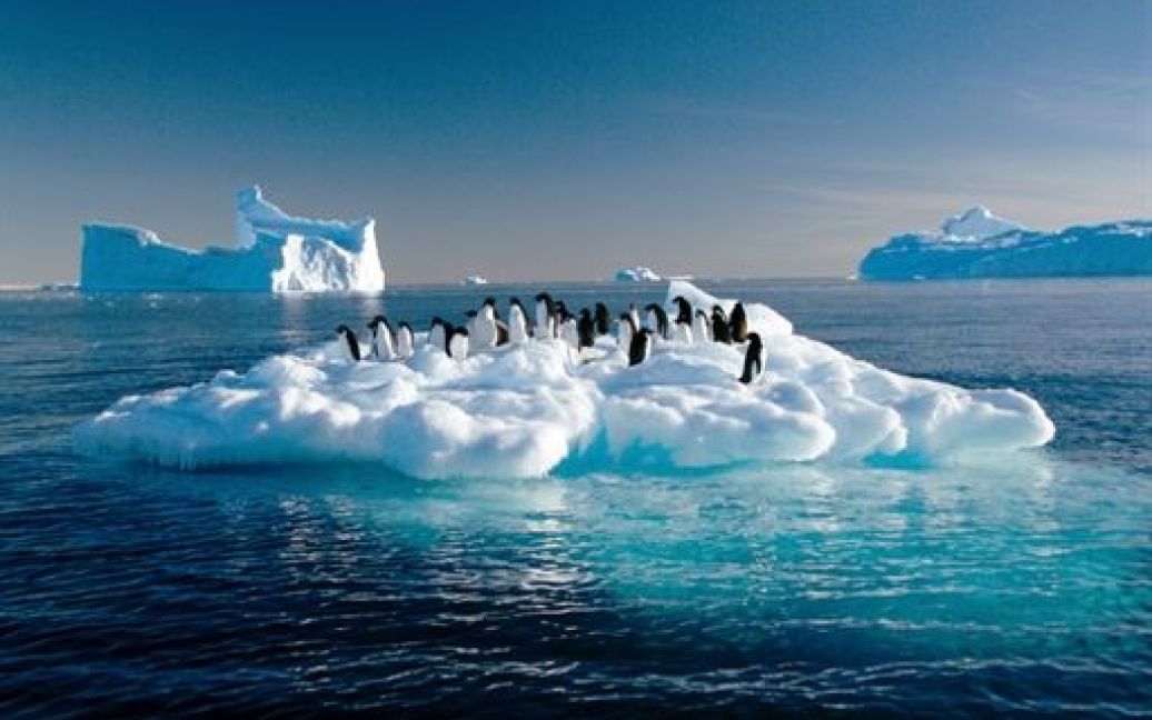 Північний і Південний полюси. Глобальне потепління загрожує вимиранням 80% імператорських пінгвінів Антарктиди. В Арктиці знищення загрожує білим ведмедям. / © Global Look Press