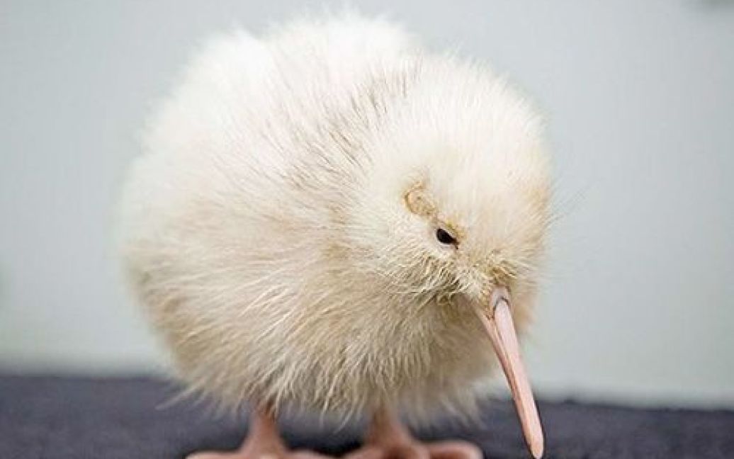 У Новій Зеландії вперше з&#039;явилося рідкісне пташеня ківі білого кольору / © discovery.com
