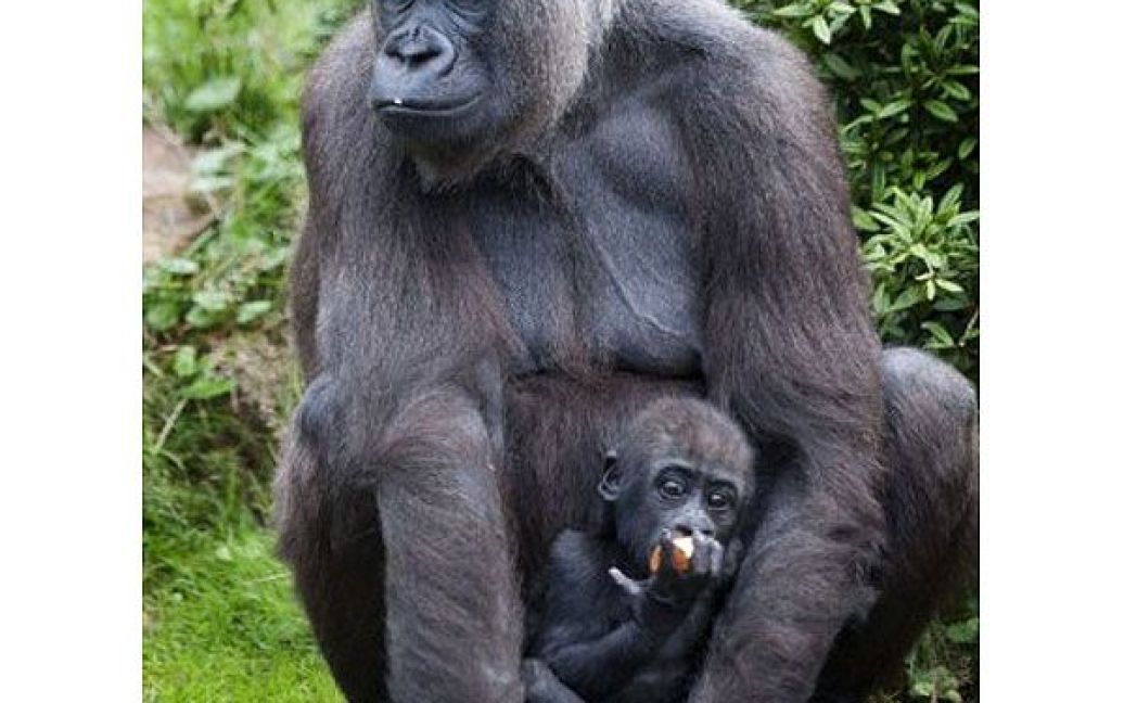 Нідерланди, Апелдорн. Доросла горила тримає своє дитинча в зоопарку міста Апелдорн. / © AFP