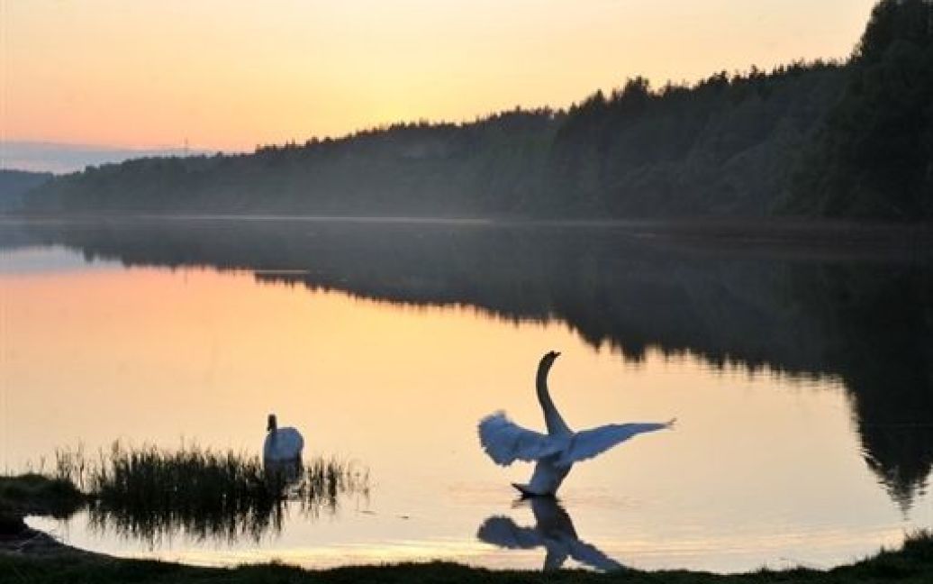 Білорусь, Мінськ. Лебеді плавають в озері Вяча за межами столиці Білорусі Мінська. / © AFP