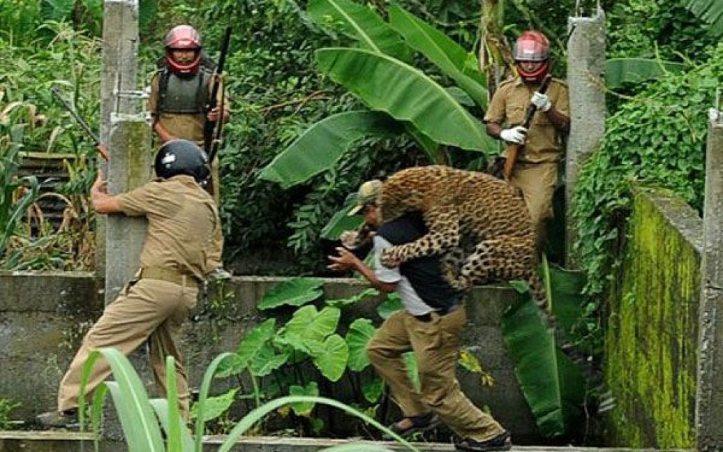 Індія, Сілігурі. Дикий леопард атакував членів департаменту лісової охорони в селищі Пракаш Нагар поблизу Сілігурі. Тварина випадково зайшла до міста, де встигла поранити шістьох осіб, перш ніж її заспокоїли транквілізаторами. / © AFP