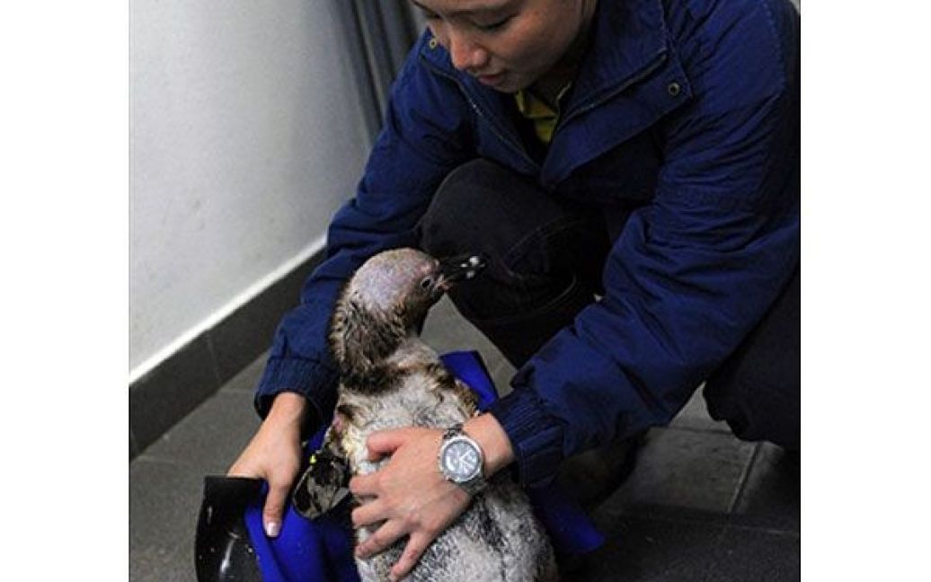 Пінгвіну Гумбольдта, який почав втрачати пір&rsquo;я, пошили спеціальний лікувальний гідрокостюм. / © AFP