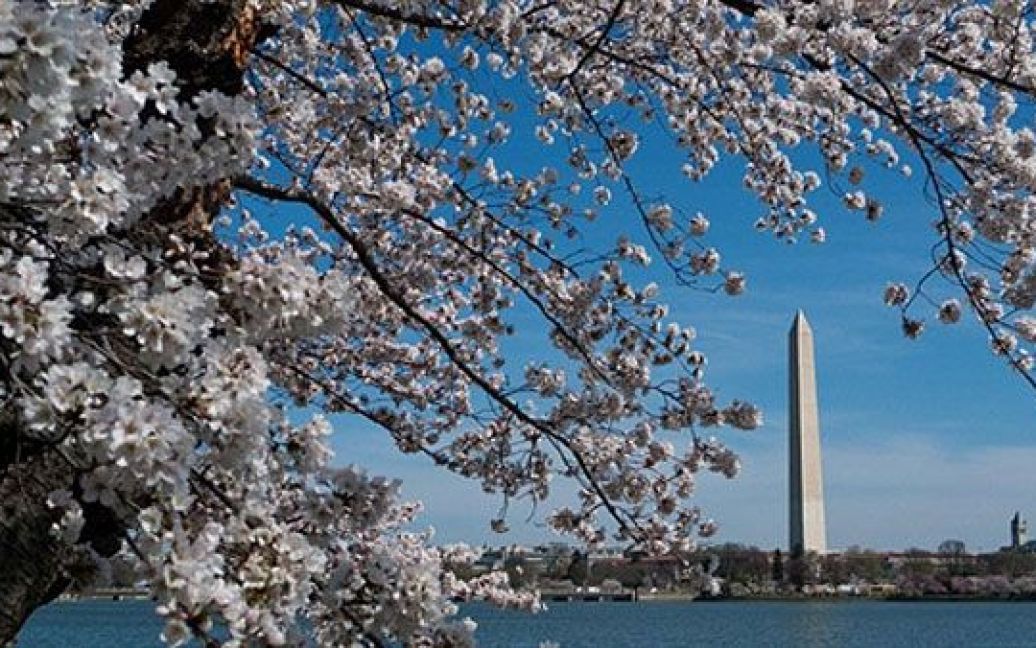 США, Вашингтон. Квітучі вишні перед Монументом Вашингтона у місті Вашингтон, округ Колумбія, де почався щорічний фестиваль цвітіння вишні. / © AFP
