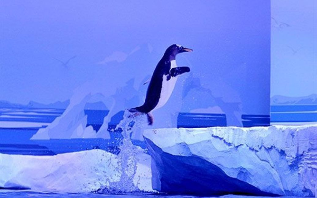 Великобританія, Лондон. Пінгвін Gentoo вистрибує з води у Лондонському морському акваріумі, до якого нещодавно привезли дев&#039;ять пінгвінів Gentoos з зоопарку Едінбурга. / © AFP