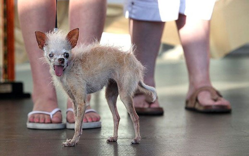 Звання було присуджене собаці на прізвисько Йода &ndash; метису чихуахуа і китайського чубатого собачки. / © Getty Images/Fotobank