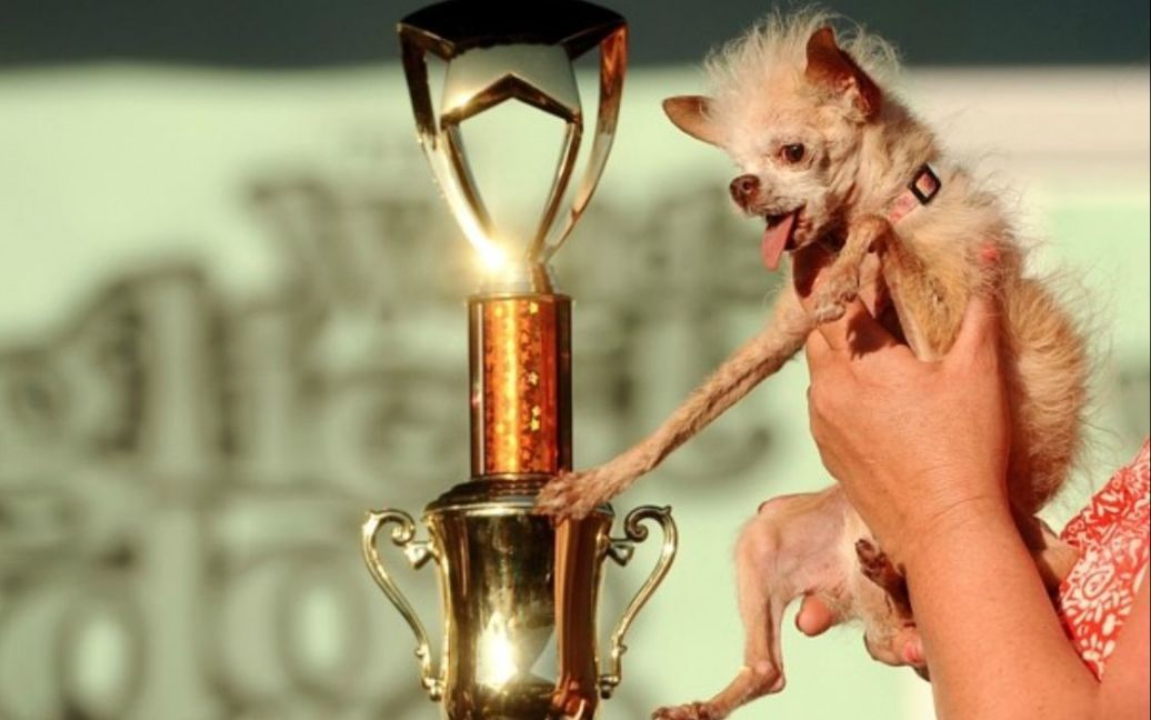 Найпотворнішим собакою світу визнали метиса чихуахуа і китайського чубатого собачки на прізвисько Йода. / © Washington Post