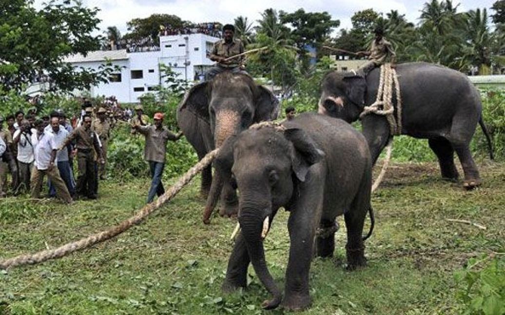 Двоє диких слонів, які увірвались до міста Майсур у південно-західному індійському штаті Карнатака, влаштували в місті погром / © AFP