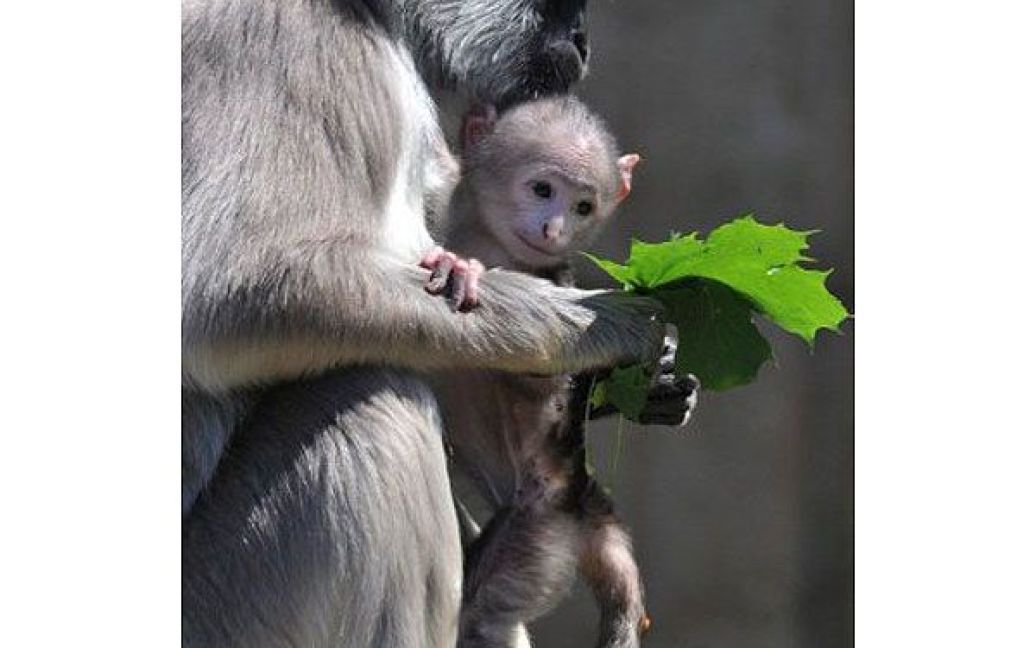 Німеччина, Ганновер. Самка довгохвостої мавпи тримає своє дев&#039;ятиденне дитинча на руках в зоопарку Ганновера, центральна Німеччина. / © AFP
